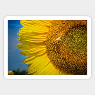 Sunflower With Bee 1 Sticker